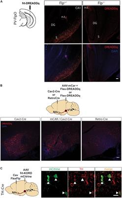 An Intersectional Approach to Target Neural Circuits With Cell- and Projection-Type Specificity: Validation in the Mesolimbic Dopamine System